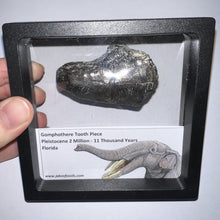 Load image into Gallery viewer, Framed Gomphothere Fossil Molar Fragment One per Order!