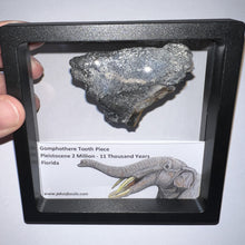Load image into Gallery viewer, Framed Gomphothere Fossil Molar Fragment One per Order!