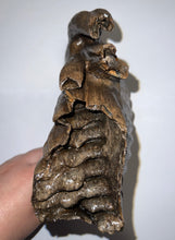 Load image into Gallery viewer, GEM Huge Ice Age Fossil Woolly Mammoth Molar 8.74 Inches from Siberia
