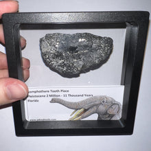 Load image into Gallery viewer, Framed Gomphothere Fossil Molar Fragment One per Order!