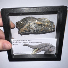 Load image into Gallery viewer, Framed Gomphothere Fossil Molar Fragment One per Order!