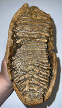 Load image into Gallery viewer, HUGE Ice Age Fossil Woolly Mammoth Molar 9.82 Inches from Siberia