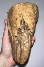 Load image into Gallery viewer, HUGE Ice Age Fossil Woolly Mammoth Molar 9.82 Inches from Siberia