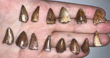 Load image into Gallery viewer, Framed Phytosaur Fossil Teeth One per Order .6-.7 Inches! Triassic Aquatic Reptile!