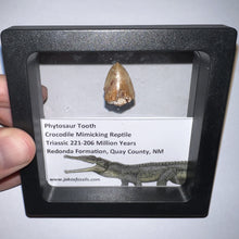 Load image into Gallery viewer, Framed Phytosaur Fossil Teeth One per Order .6-.7 Inches! Triassic Aquatic Reptile!