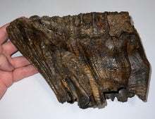 Load image into Gallery viewer, HUGE Ice Age Fossil Woolly Mammoth Molar 9.55 Inches from Siberia