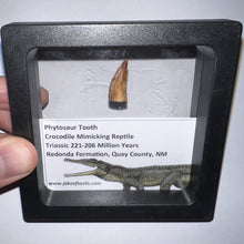 Load image into Gallery viewer, Framed Phytosaur Fossil Teeth One per Order .6-.7 Inches! Triassic Aquatic Reptile!