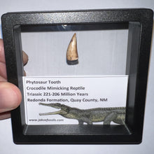 Load image into Gallery viewer, Framed Phytosaur Fossil Teeth One per Order .6-.7 Inches! Triassic Aquatic Reptile!