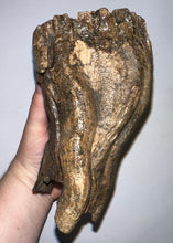 Load image into Gallery viewer, HUGE Ice Age Fossil Woolly Mammoth Molar 9.55 Inches from Siberia