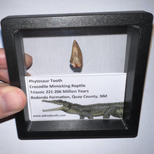 Load image into Gallery viewer, Framed Phytosaur Fossil Teeth One per Order .6-.7 Inches! Triassic Aquatic Reptile!