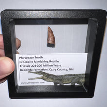 Load image into Gallery viewer, Framed Phytosaur Fossil Teeth One per Order .6-.7 Inches! Triassic Aquatic Reptile!