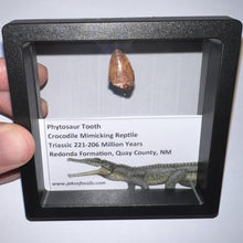 Load image into Gallery viewer, Framed Phytosaur Fossil Teeth One per Order .6-.7 Inches! Triassic Aquatic Reptile!