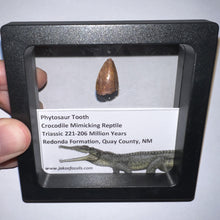 Load image into Gallery viewer, Framed Phytosaur Fossil Teeth One per Order .6-.7 Inches! Triassic Aquatic Reptile!