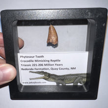 Load image into Gallery viewer, Framed Phytosaur Fossil Teeth One per Order .6-.7 Inches! Triassic Aquatic Reptile!