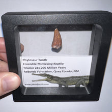 Load image into Gallery viewer, Framed Phytosaur Fossil Teeth One per Order .6-.7 Inches! Triassic Aquatic Reptile!