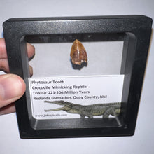 Load image into Gallery viewer, Framed Phytosaur Fossil Teeth One per Order .6-.7 Inches! Triassic Aquatic Reptile!