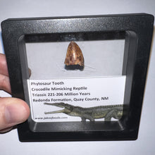 Load image into Gallery viewer, Framed Phytosaur Fossil Teeth One per Order .6-.7 Inches! Triassic Aquatic Reptile!