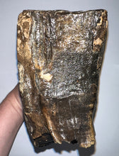 Load image into Gallery viewer, GEM ENORMOUS Ice Age Fossil Woolly Mammoth Molar 11.32 Inches from Siberia