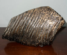 Load image into Gallery viewer, GEM ENORMOUS Ice Age Fossil Woolly Mammoth Molar 11.32 Inches from Siberia