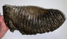 Load image into Gallery viewer, GEM ENORMOUS Ice Age Fossil Woolly Mammoth Molar 10.9 Inches from Siberia