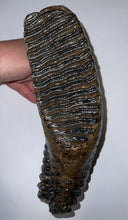 Load image into Gallery viewer, GEM ENORMOUS Ice Age Fossil Woolly Mammoth Molar 10.9 Inches from Siberia