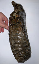 Load image into Gallery viewer, GEM ENORMOUS Ice Age Fossil Woolly Mammoth Molar 10.9 Inches from Siberia