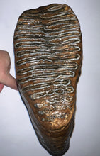 Load image into Gallery viewer, GEM ENORMOUS Ice Age Fossil Woolly Mammoth Molar 10.1 Inches from Siberia