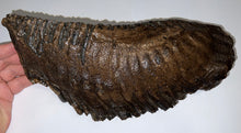 Load image into Gallery viewer, GEM ENORMOUS Ice Age Fossil Woolly Mammoth Molar 11.87 Inches from Siberia