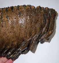 Load image into Gallery viewer, GEM ENORMOUS Ice Age Fossil Woolly Mammoth Molar 11.87 Inches from Siberia