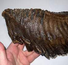 Load image into Gallery viewer, GEM ENORMOUS Ice Age Fossil Woolly Mammoth Molar 11.87 Inches from Siberia