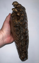 Load image into Gallery viewer, GEM ENORMOUS Ice Age Fossil Woolly Mammoth Molar 11.87 Inches from Siberia
