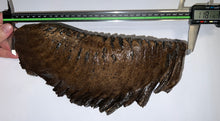 Load image into Gallery viewer, GEM ENORMOUS Ice Age Fossil Woolly Mammoth Molar 11.87 Inches from Siberia