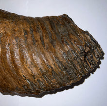 Load image into Gallery viewer, GEM ENORMOUS Ice Age Fossil Woolly Mammoth Molar 12.75 Inches from Siberia