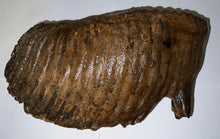 Load image into Gallery viewer, GEM ENORMOUS Ice Age Fossil Woolly Mammoth Molar 12.75 Inches from Siberia
