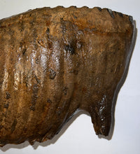 Load image into Gallery viewer, GEM ENORMOUS Ice Age Fossil Woolly Mammoth Molar 12.75 Inches from Siberia