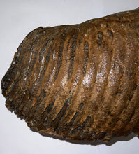 Load image into Gallery viewer, GEM ENORMOUS Ice Age Fossil Woolly Mammoth Molar 12.75 Inches from Siberia
