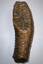 Load image into Gallery viewer, GEM ENORMOUS Ice Age Fossil Woolly Mammoth Molar 12.75 Inches from Siberia