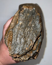 Load image into Gallery viewer, GEM ENORMOUS Ice Age Fossil Woolly Mammoth Molar 12.75 Inches from Siberia