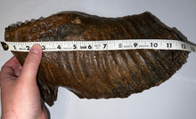 Load image into Gallery viewer, GEM ENORMOUS Ice Age Fossil Woolly Mammoth Molar 12.75 Inches from Siberia