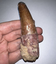 Load image into Gallery viewer, HUGE Spinosaur Fossil Dinosaur Tooth 3.75 Inches with Display Stand and Case