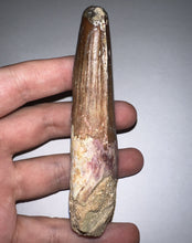 Load image into Gallery viewer, HUGE Spinosaur Fossil Dinosaur Tooth 3.75 Inches with Display Stand and Case