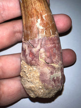 Load image into Gallery viewer, HUGE Spinosaur Fossil Dinosaur Tooth 3.75 Inches with Display Stand and Case