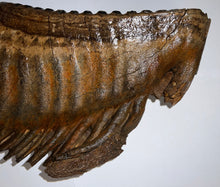 Load image into Gallery viewer, GEM ENORMOUS Ice Age Fossil Woolly Mammoth Molar 12.35 Inches from Siberia