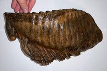 Load image into Gallery viewer, GEM ENORMOUS Ice Age Fossil Woolly Mammoth Molar 12.35 Inches from Siberia