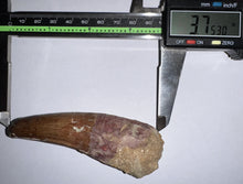 Load image into Gallery viewer, HUGE Spinosaur Fossil Dinosaur Tooth 3.75 Inches with Display Stand and Case