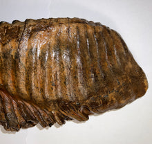 Load image into Gallery viewer, GEM ENORMOUS Ice Age Fossil Woolly Mammoth Molar 12.35 Inches from Siberia