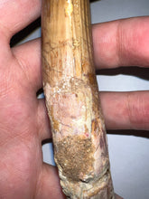 Load image into Gallery viewer, HUGE Spinosaur Fossil Dinosaur Tooth 3.84 Inches with Display Stand and Case NO REPAIR