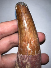Load image into Gallery viewer, HUGE Spinosaur Fossil Dinosaur Tooth 3.75 Inches with Display Stand and Case