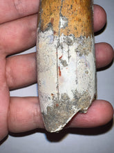 Load image into Gallery viewer, MONSTER Spinosaur Fossil Dinosaur Tooth 4.17 Inches with Display Stand and Case NO REPAIR