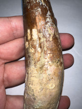 Load image into Gallery viewer, MEGA MONSTER Spinosaur Fossil Dinosaur Tooth 5.55 Inches with Display Stand and Case